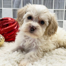 Cockapoo Puppy Asher