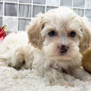 Cockapoo Puppy Asher