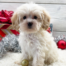 Cockapoo Puppy Asher