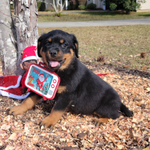 Rottweiler Puppy Bailey