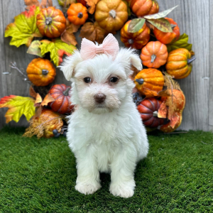 Havanese Puppy Brielle