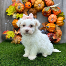 Havanese Puppy Brielle