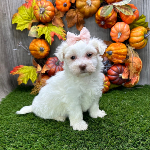 Havanese Puppy Brielle