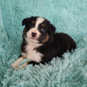Australian Shepherd Puppy Khalil