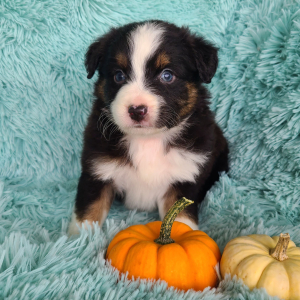 Australian Shepherd Puppy Khalil