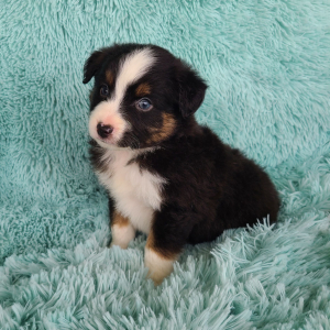Australian Shepherd Puppy Khalil