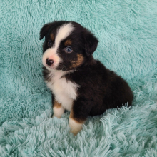 Australian Shepherd Puppy Khalil