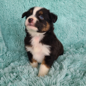 Australian Shepherd Puppy Khalil