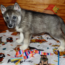 Siberian Husky Puppy Boone
