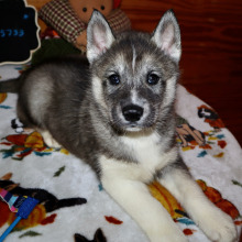 Siberian Husky Puppy Boone