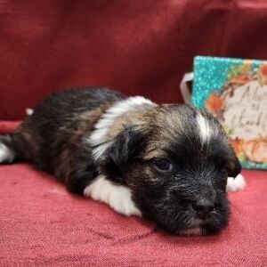 Havanese Puppy Nebo