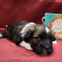 Havanese Puppy Nebo