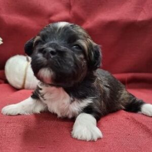 Havanese Puppy Nebo