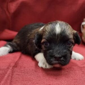 Havanese Puppy Nebo