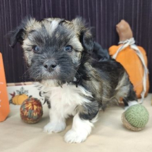 Havanese Puppy Nebo