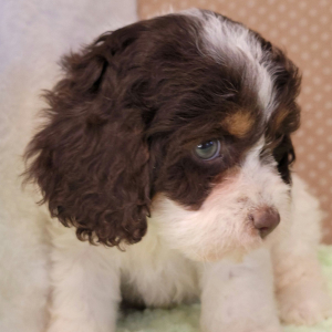 Cockapoo Puppy Quinn