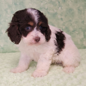 Cockapoo Puppy Quinn
