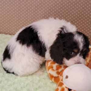 Cockapoo Puppy Quinn