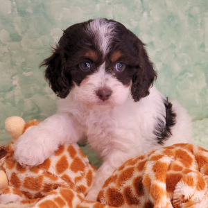 Cockapoo Puppy Quinn