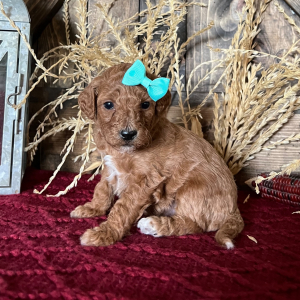 Goldendoodle Puppy Everly