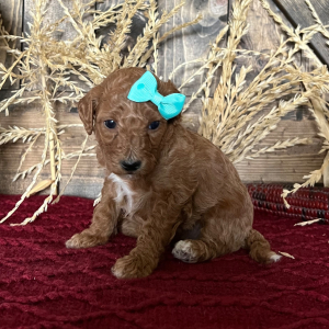 Goldendoodle Puppy Everly