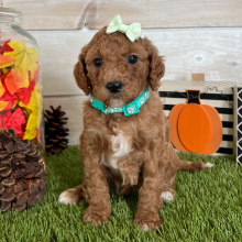 Goldendoodle Puppy Everly