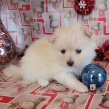 Pomeranian Puppy Thumbelina