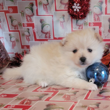 Pomeranian Puppy Thumbelina
