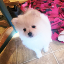 Pomeranian Puppy Thumbelina