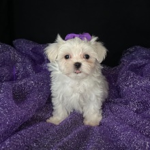 Maltese Puppy Posey