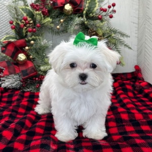 Maltese Puppy Posey