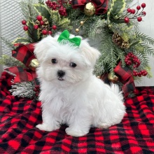 Maltese Puppy Posey