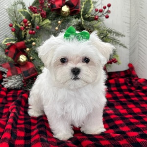 Maltese Puppy Posey
