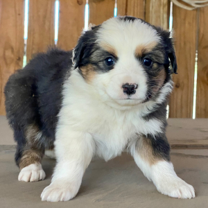 Australian Shepherd Puppy Ali