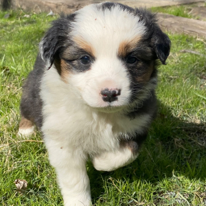 Australian Shepherd Puppy Ali