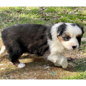Australian Shepherd Puppy Ali
