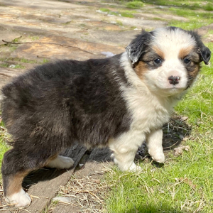 Australian Shepherd Puppy Ali