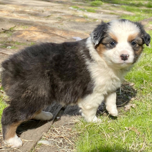 Australian Shepherd Puppy Ali