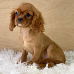 Cavalier King Charles Spaniel Puppy Chloe
