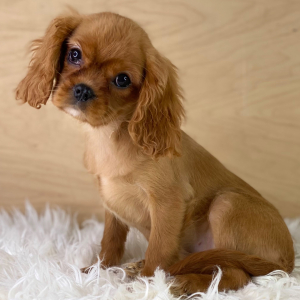 Cavalier King Charles Spaniel Puppy Chloe