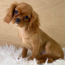 Cavalier King Charles Spaniel Puppy Chloe