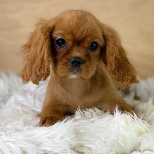 Cavalier King Charles Spaniel Puppy Chloe