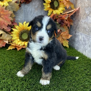 Bernese Mountain Dog Puppy Rosalie
