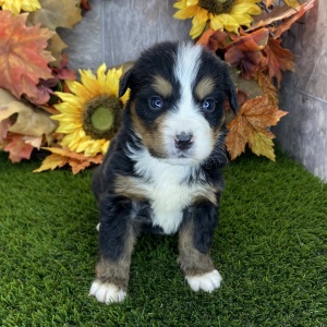 Bernese Mountain Dog Puppy Rosalie