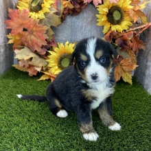 Bernese Mountain Dog Puppy Rosalie