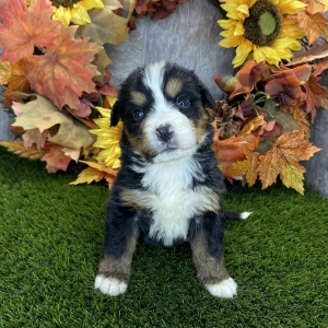Bernese Mountain Dog Puppy Rosalie