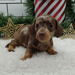 Dachshund Puppy Ginger