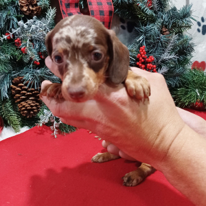 Dachshund Puppy Ginger