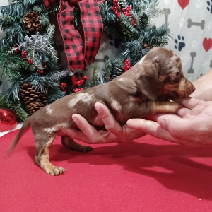 Dachshund Puppy Ginger