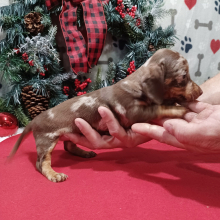 Dachshund Puppy Ginger